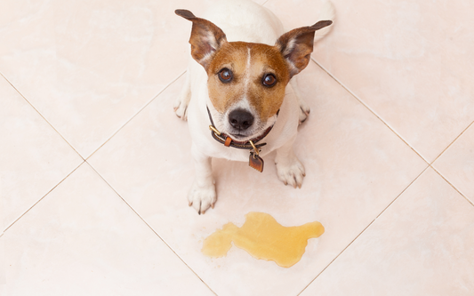 3 Hacks to Remove Urine Stains