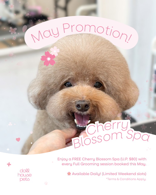 🌸 Cherry Blossom Spa is Back! 🌸