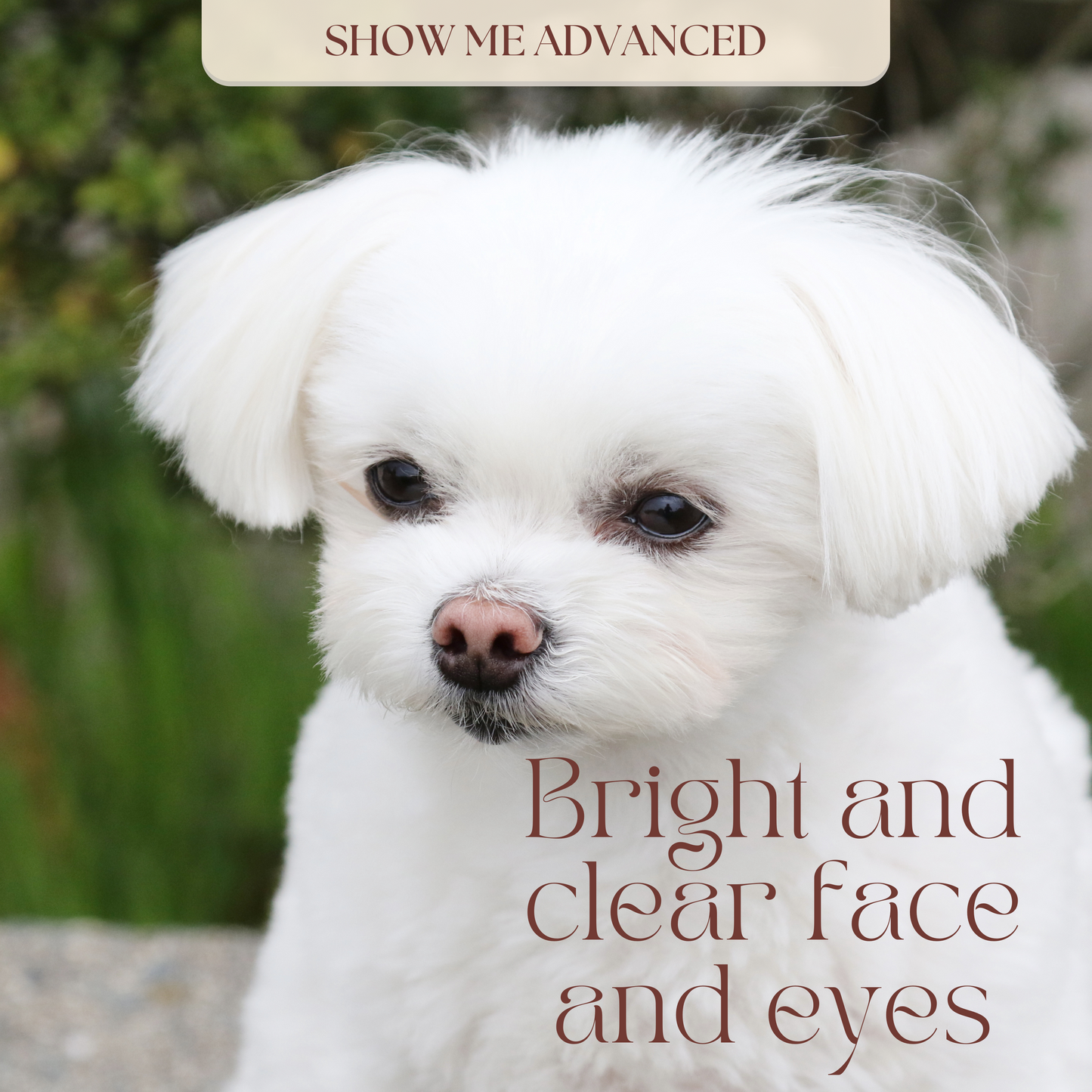 Show Me Advanced Tear Stain Supplement for Dogs & Cats