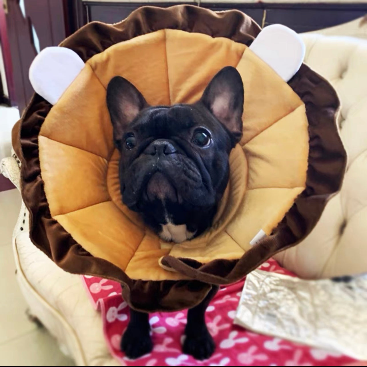 TT.Walk Soft Cat/Dog Recovery Collar