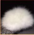 Poodle Fur