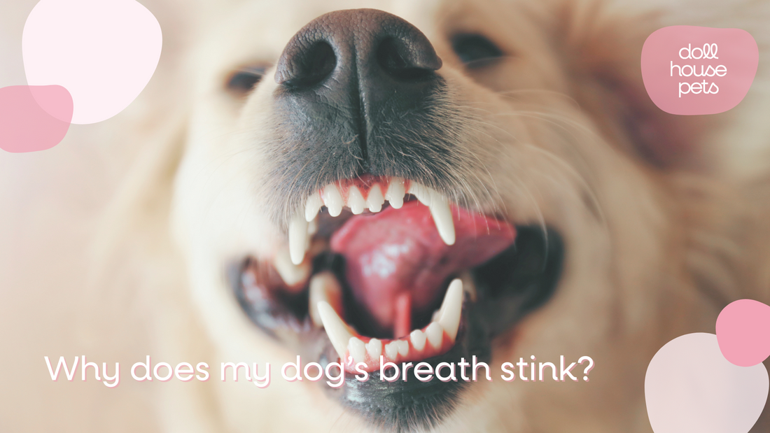 Why Does My Dog's Breath Stink?