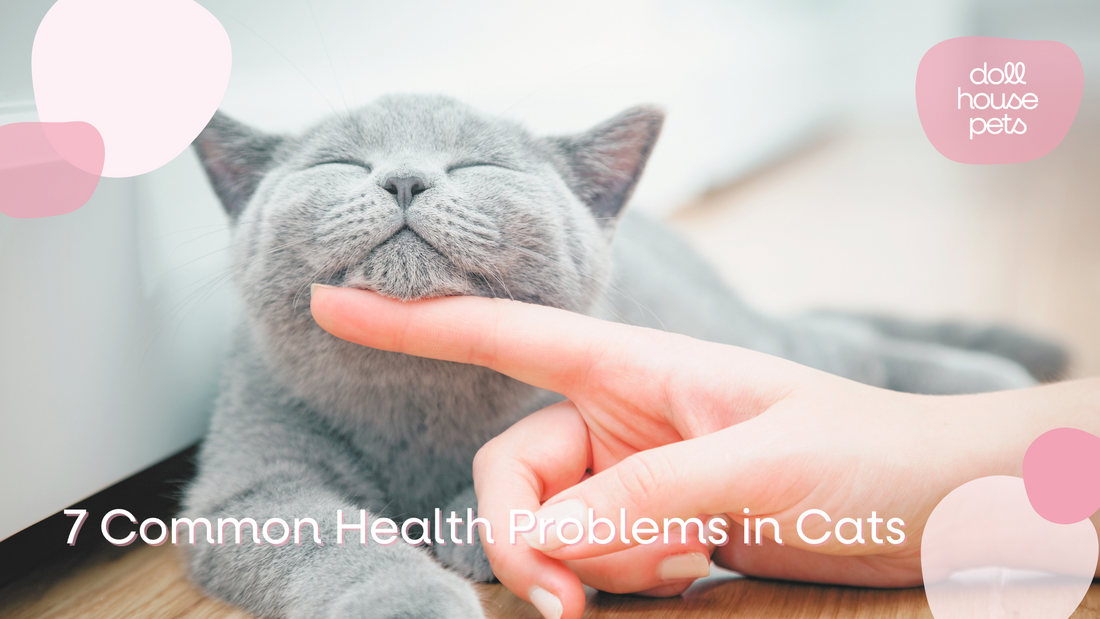 7 Common Health Problems in Cats