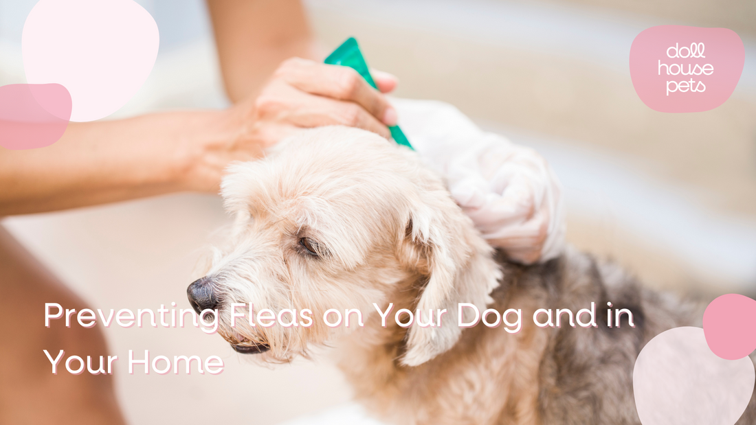 Preventing Fleas on Your Dog and In Your Home