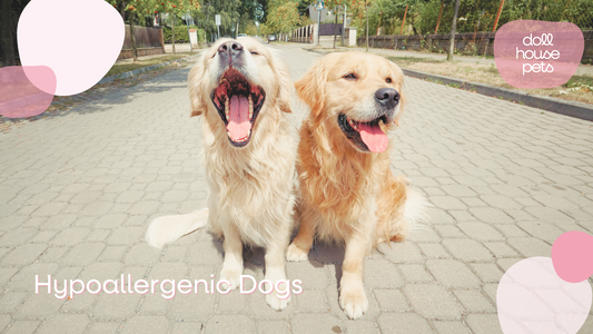 Hypoallergenic Dogs