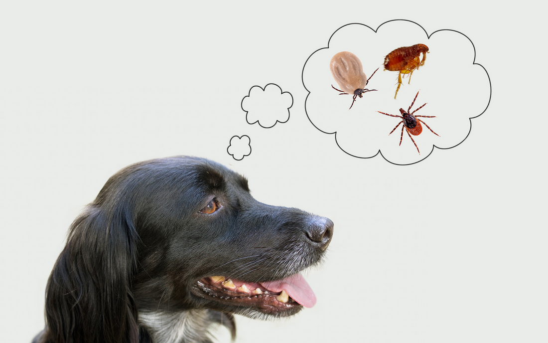Preventing Fleas on Your Dog and In Your Home