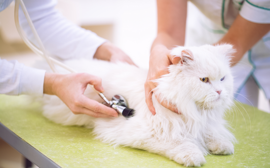7 Common Health Problems in Cats