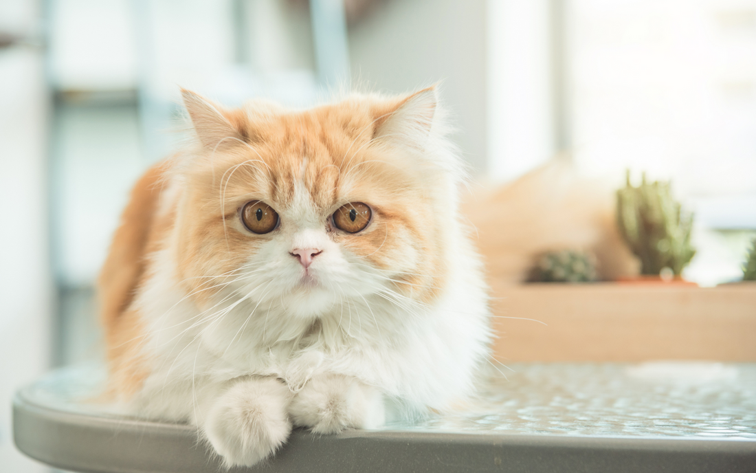 Caring for Persian Cats