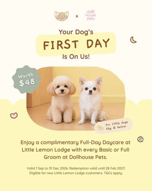 Little Lemon Lodge × Dollhouse Pets: Your Pup’s First Day Is On Us! 🍋🎀