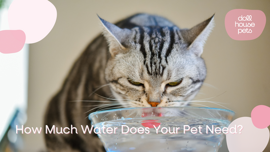 Pet Hydration 101: How Much Water Does Your Pet Really Need?