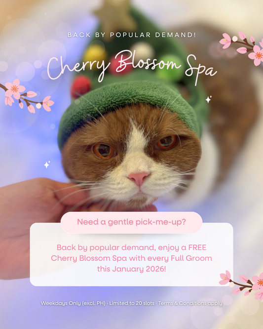 🌸 Jan 2026: Cherry Blossom Spa Promo 🌸