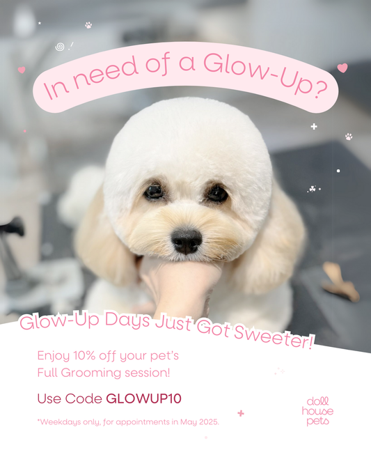 Is Your Pet Due for a Glow Up? ✨