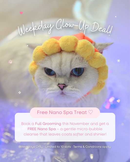 November 2025 Promotion: Free Nano Spa! 💖