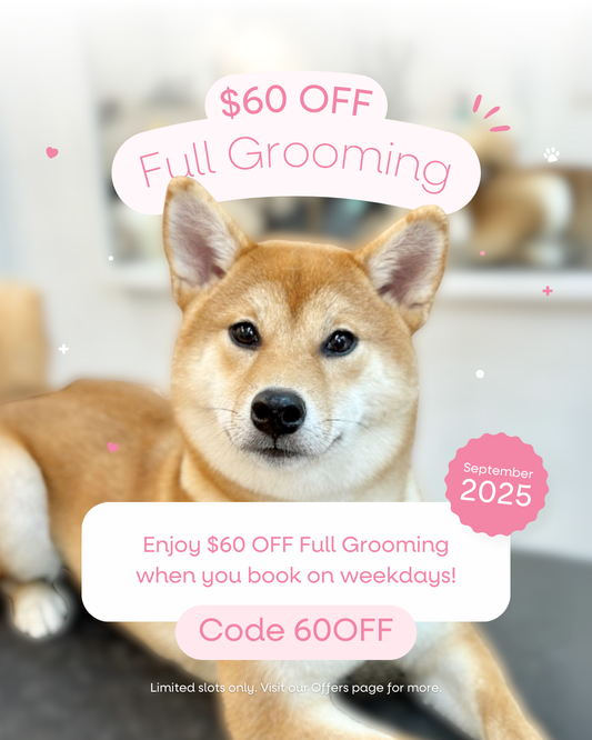 🐶 September Exclusive: $60 OFF Full Grooming