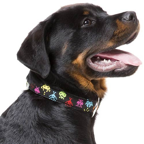 FuzzYard Dog Collar